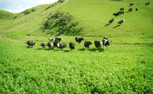 Cows grazing.