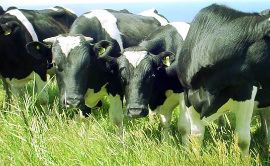Cows grazing.
