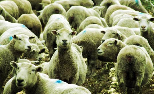 A flock of Sheep.