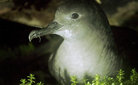 A Titi in a burrow.