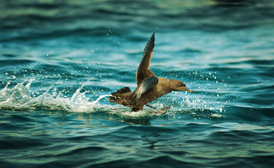 A Titi landing on water.