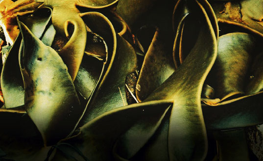 Kelp.