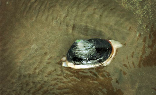 Close up of a Toheroa.