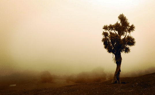 A Cabbage tree in fog.