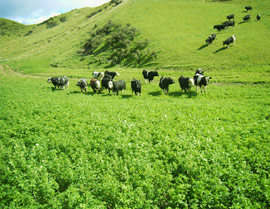 Cows grazing.