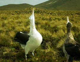 Albatross mating dance.