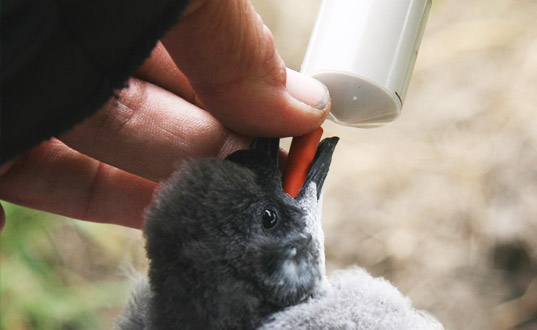 Feeding a Titi.